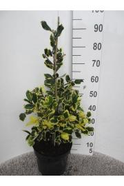 Ilex altaclerensis Golden King C10 Lit. Piramida 60-80 cm
