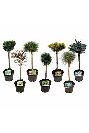 Iglavci ekskluzivni Mix C5 Lit. Na steblu 40 cm