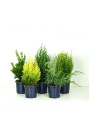 Iglavci Ekskluzivni Mix Ø15 15-20 cm