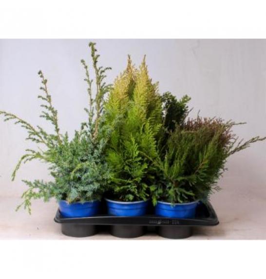 Iglavci Ekskluzivni Mix C2 Lit. 30-40 cm