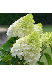 Hydrangea paniculata Polar Bear C7,5 Lit. 40-50 cm