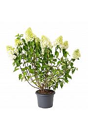 Hydrangea paniculata Polar Bear C7,5 Lit. 40-50 cm