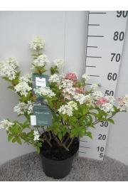 Hydrangea paniculata Magical Candle C7,5 Lit. 40-50 cm