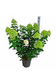 Hydrangea paniculata Limelight C15 Lit. 60-80 cm
