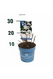 Hydrangea macrophylla The Bride® White C1,5 Lit. 10-15 cm