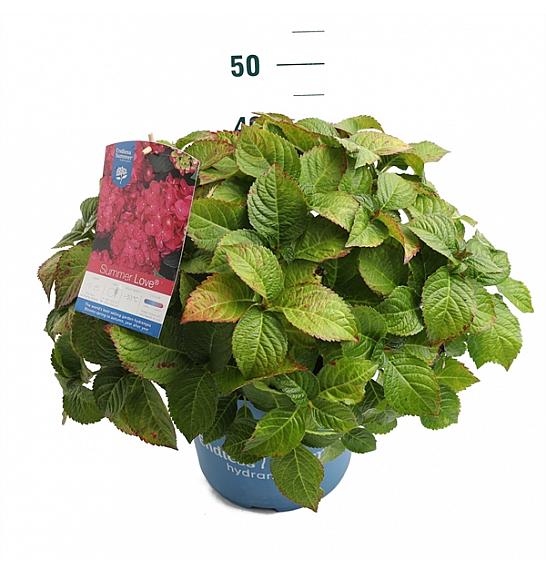 Hydrangea macrophylla Summer Love Red C10 Lit. 25-30 cm