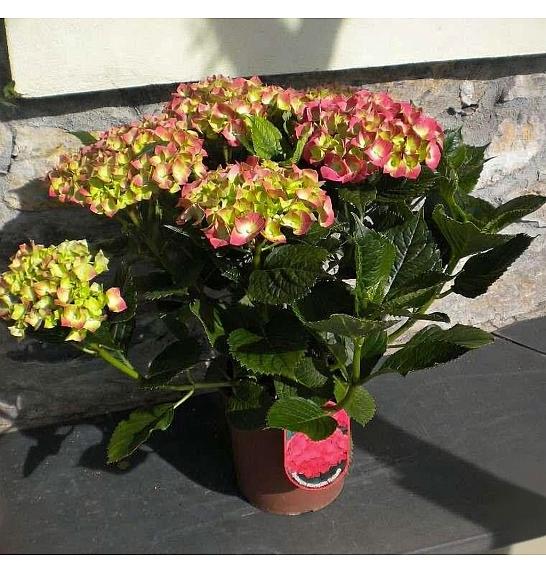 Hydrangea macrophylla Ø18 mix 30-40 cm