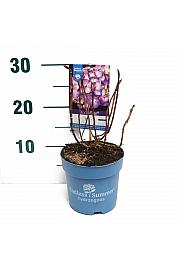 Hydrangea macrophylla BloomStar® Blue C1,5 Lit. 10-15 cm