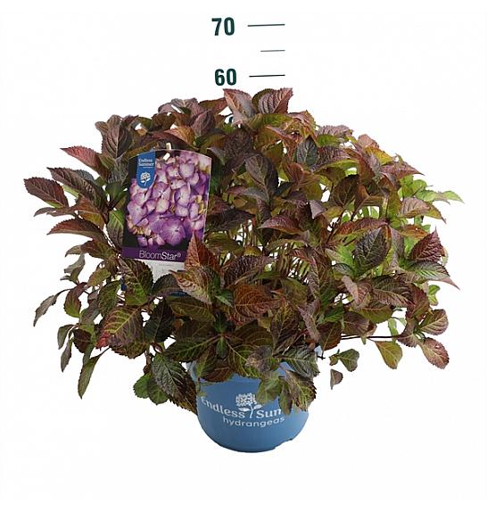Hydrangea macrophylla BloomStar Blue C10 Lit. 25-30 cm