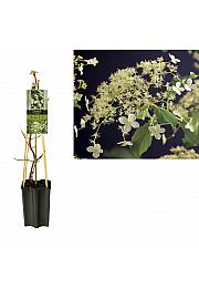 Hydrangea anomala Petiolaris C1,5 Lit. 30-40 cm