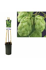 Humulus lupulus Nordbrau C2,5 Lit. 40-60 cm