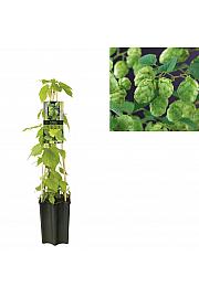 Humulus lupulus Nordbrau C1 Lit. 20-30 cm