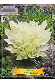 Hosta White Feather Ø11