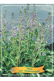 Hosta und. Mediovariegata Ø11