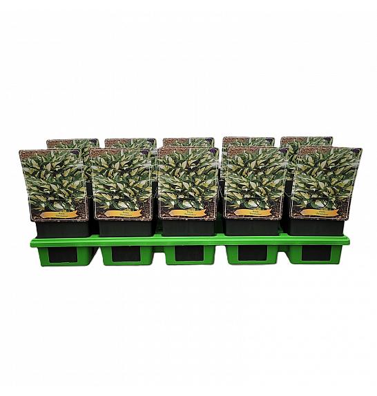 Hosta Revolution Ø11