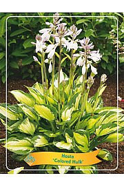 Hosta Colored Hulk fi 11
