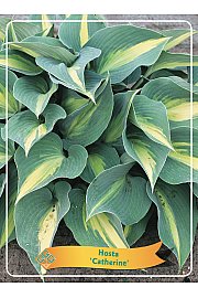 Hosta Catherine Ø11