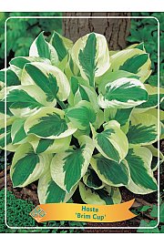 Hosta Brim Cup Ø11