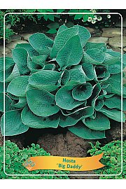 Hosta Big Daddy Ø11