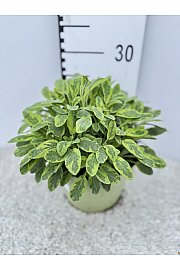 Salvia icterina Ø19