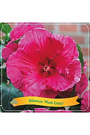 Hibiscus Plum Crazy C5 Lit.