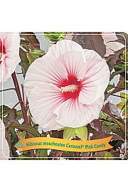 Hibiscus moscheutos Caroussel ® Pink Candy C5 Lit.