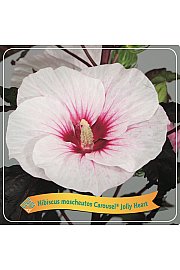 Hibiscus moscheutos Carousel ®Jolly Heart C5 Lit.