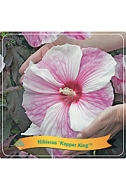 Hibiscus Kopper King ® C5 Lit.