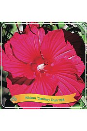 Hibiscus Cranberry Crush PBR C5 Lit.