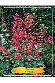 Heuchera Coral Petite Ø11