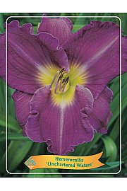 Hemerocallis Unchartered Waters Ø11