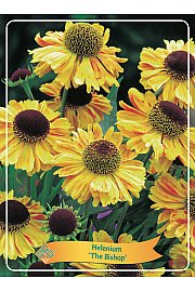 Helenium The Bishop Ø11