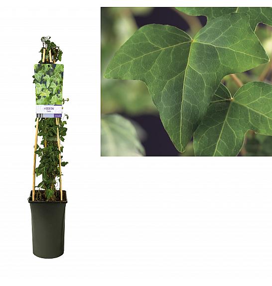 Hedera helix C2,5 Lit. 40-60 cm