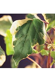 Hedera algeriensis Gloire de Marengo C1 Lit. 20-30 cm
