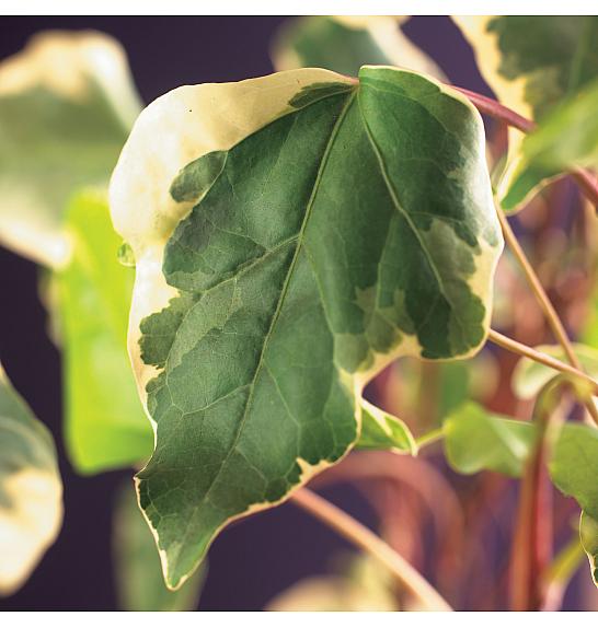 Hedera algeriensis Gloire de Marengo C1 Lit. 20-30 cm