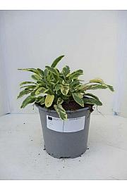 Salvia icterina Ø14