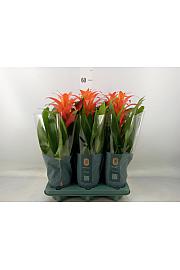 Guzmania hybrid Ø12 Orange
