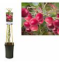 Vaccinium corymbosum Pink Lemonade C2,5 Lit. 40-60 cm