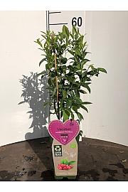 Vaccinium corymbosum Pink Berry C2 Lit. 30-40 cm BIO