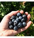 Vaccinium corymbosum Brigitta blue C2 Lit. 40-60 cm (30073)