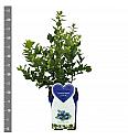 Vaccinium corymbosum Bluegold C5 Lit. 30-40 cm