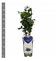 Vaccinium corymbosum Bluegold C2 Lit. 30-40 cm