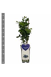Vaccinium corymbosum Bluegold C2 Lit. 30-40 cm