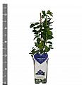 Vaccinium corymbosum Bluecrop C2 Lit. 30-40 cm