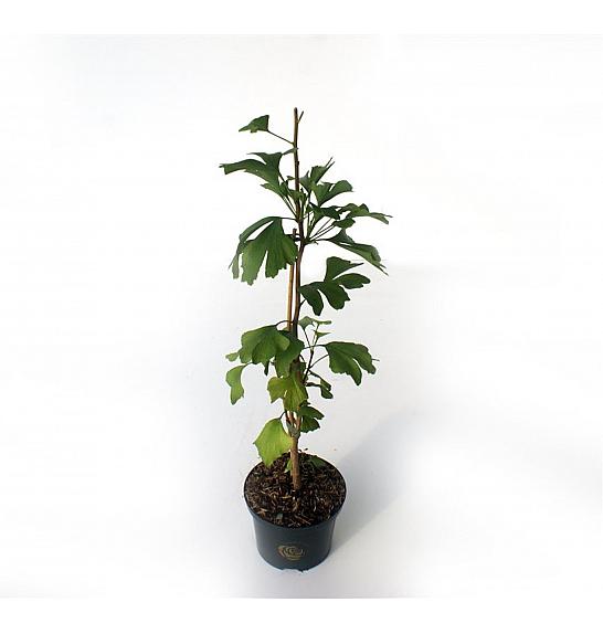 Ginkgo biloba C2,5 Lit. 40-50 cm