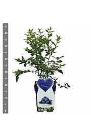 Vaccinium corymbosum Bluecrop C5 Lit. 30-40 cm