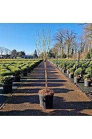 Vaccinium cor. Goldtraube C18 Lit. Na steblu 60 cm