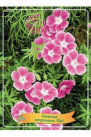 Geranium sanguineum Elke Ø11