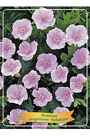 Geranium sanguineum Apfelblüte Ø11