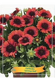 Gaillardia Spintop Red Ø11